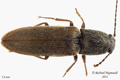 Click Beetle - Limonius anceps 2 m11 1 m11