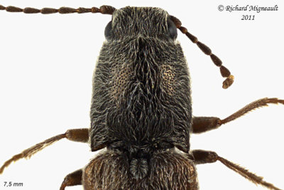 Click Beetle - Limonius anceps 2 m11 2 m11