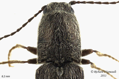Click Beetle - Limonius anceps 2 m11