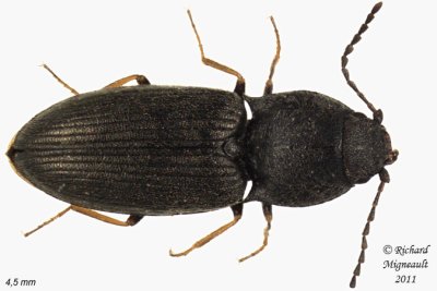 Click Beetle - Microhypnus striatulus 1 m11