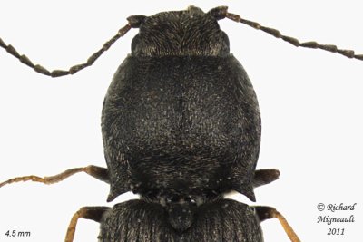 Click Beetle - Microhypnus striatulus 2 m11