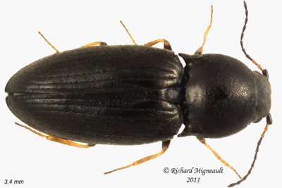 Click Beetle - Neohypdonus tumescens 1 m11