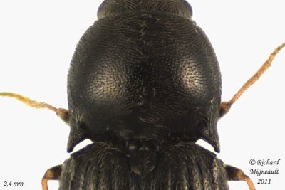 Click Beetle - Neohypdonus tumescens 2 m11