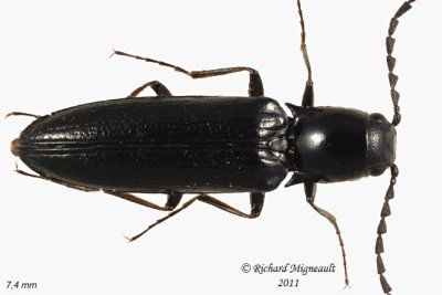 Click Beetle - Oestodes tenuicollis 1 m11
