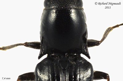 Click Beetle - Oestodes tenuicollis 2 m11