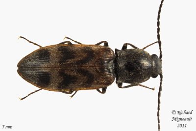 Click Beetle - Pseudanostirus triundulatus 1 m11