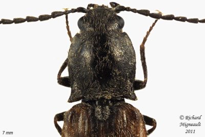 Click Beetle - Pseudanostirus triundulatus 2 m11