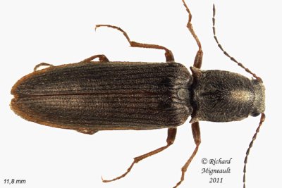 Click Beetle - Sylvanelater cylindriformis 1 m11