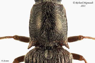Click Beetle - Sylvanelater cylindriformis 2 m11