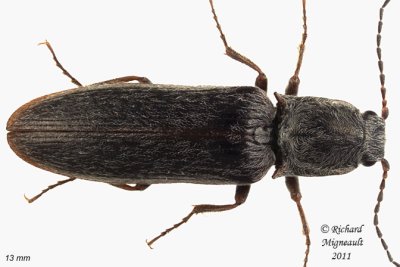 Click Beetle - Sylvanelater cylindriformis 3 m11
