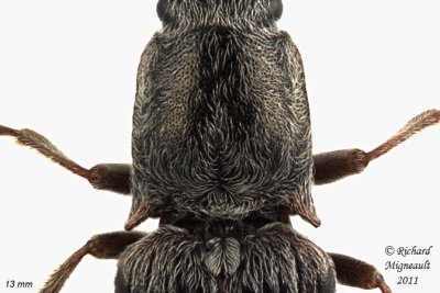 Click Beetle - Sylvanelater cylindriformis 4 m11