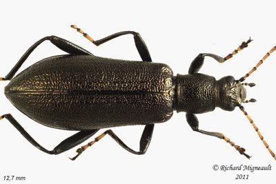 Darkling beetle - Arthromacra aenea 1 m11