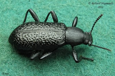 Darkling Beetle - Upis ceramboides 1 m11