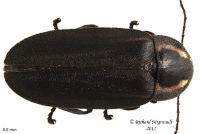 Firefly - Ellychnia corrusca 1 m11