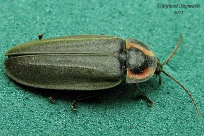 Firefly - Ellychnia corrusca 3 m11
