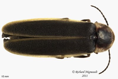Firefly - Photinus obscurellus 1 m11