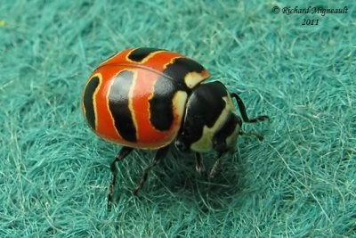 Lady Beetle - Coccinella trifasciata - Threebanded Lady Beetle m11