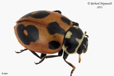 Lady beetle - Hippodamia parenthesis - Parenthesis Lady Beetle 1 m11