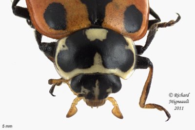 Lady beetle - Hippodamia parenthesis - Parenthesis Lady Beetle 2 m11