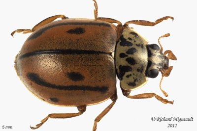 Lady Beetle - Mulsantina hudsonica - Hudsonian Lady Beetle m11