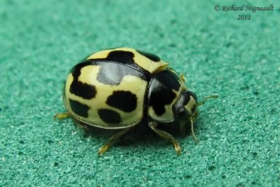 Lady Beetle - Propylea quatuordecimpunctata - Fourteen-spotted lady beetle m11
