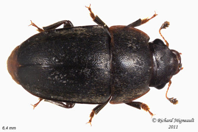 Sap-feeding Beetle - Cryptarcha ampla m11