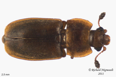 Sap-Feeding Beetle - Epuraea truncatella 1 m11