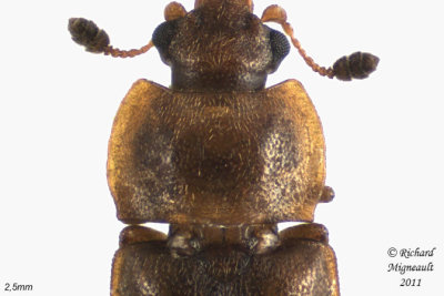 Sap-Feeding Beetle - Epuraea truncatella 2 m11