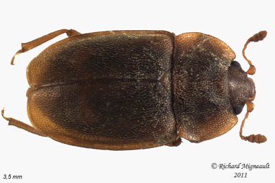Sap-Feeding Beetle - Epuraea sp 1 m11