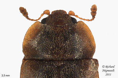Sap-Feeding Beetle - Epuraea sp 2 m11