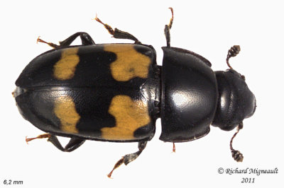 Sap-feeding Beetle - Glischrochilus fasciatus 1 m11