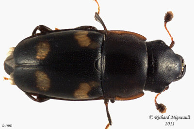 Sap-feeding beetle - Glischrochilus quadrisignatus m11