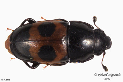 Sap-feeding beetle - Glischrochilus sanguinolentus m11