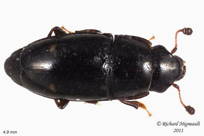 Sap-feeding Beetle - Glischrochilus siepmanni 1 m11