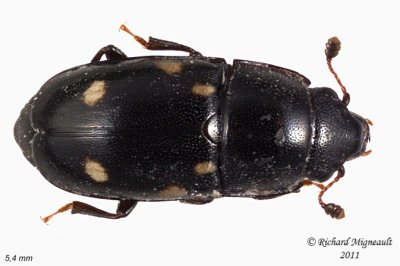 Sap-feeding Beetle - Glischrochilus siepmanni 2 m11