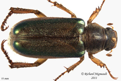 Scarab Beetle - Dichelonyx subvittata 1 m11