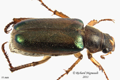 Scarab Beetle - Dichelonyx subvittata 2 m11