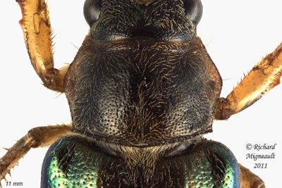 Scarab Beetle - Dichelonyx subvittata 3 m11
