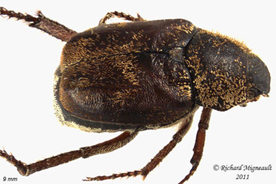 Scarab beetle - Hoplia trifasciata 1 m11