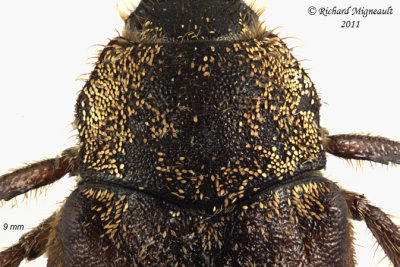 Scarab beetle - Hoplia trifasciata 2 m11
