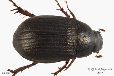 Scarab Beetle - Serica atracapilla1 m11