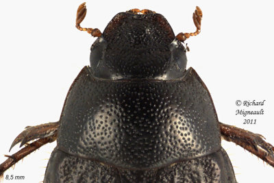 Scarab Beetle - Serica atracapilla2 m11