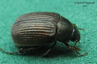 Scarab Beetle - Serica tristis 1 m11