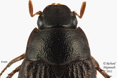 Scarab Beetle - Serica tristis 2 m11