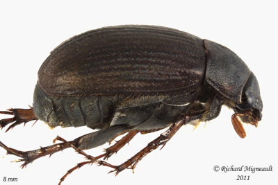 Scarab Beetle - Serica tristis 3 m11