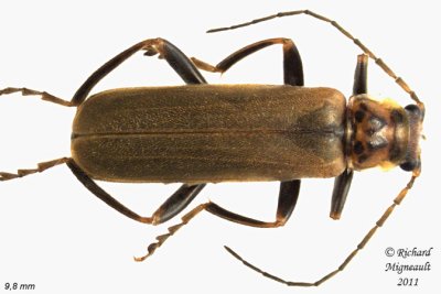 Soldier Beetle - Cantharis rufa 1 m11