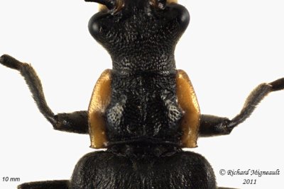 Soldier Beetle - Podabrus rugosulus 2 m11