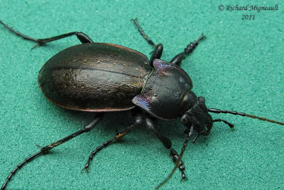 Ground beetle - Carabus nemoralis Mller m11