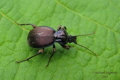 Ground Beetle - Sphaeroderus canadensis canadensis 1m10