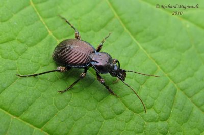 Ground Beetle - Sphaeroderus canadensis canadensis 2m10